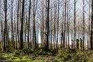 LA FORÊT AU BORD DE LA NIVE de Josiane64 