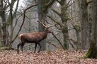 " Majestueux " de Jean COLLETTE 