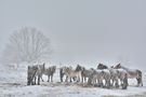 Yeguas en la nevada de José Ramón Miguel 