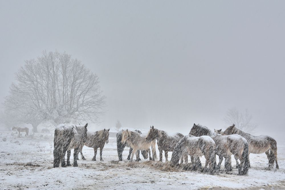 Yeguas en la nevada by José Ramón Miguel 