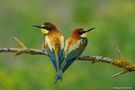   - Bienenfresser Paar 1 - von Wolfgang Zerbst - Naturfoto