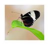 Heliconius cydno de Anita Jarzombek-Krauledies