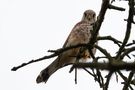 Common Kestrel by Edgar Tossijn