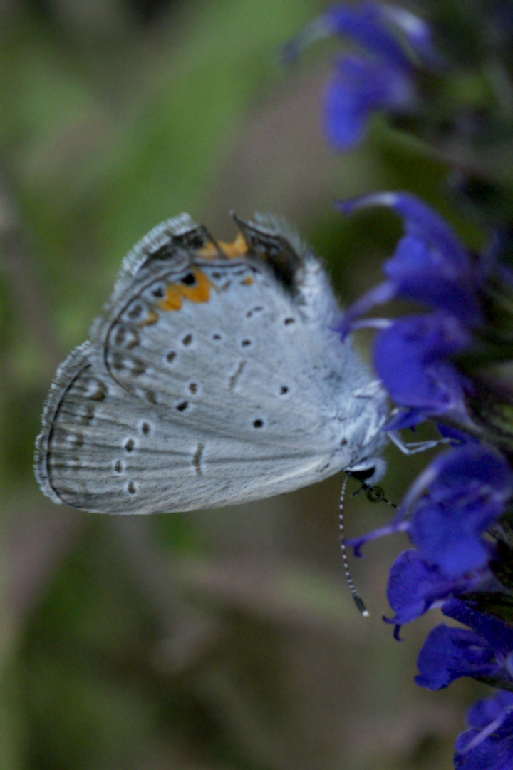 Eaastern Tailed Blue