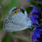 Eaastern Tailed Blue