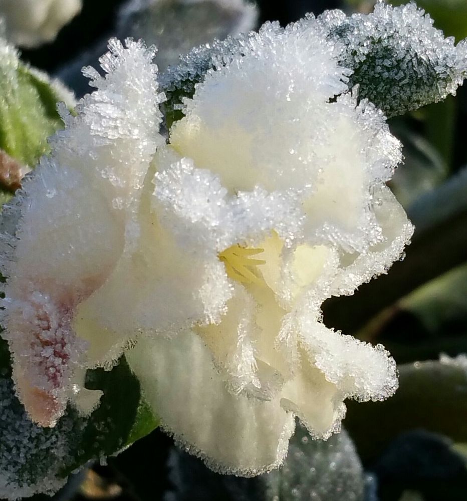 Christrose mit Eiskristallen von Wolfsfrau