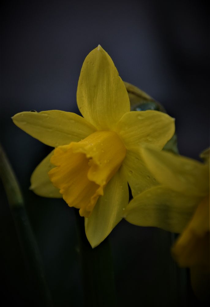 Narzissen Zeit !!!! Bild & Foto von Venus66 aus 03 Frühlingsboten