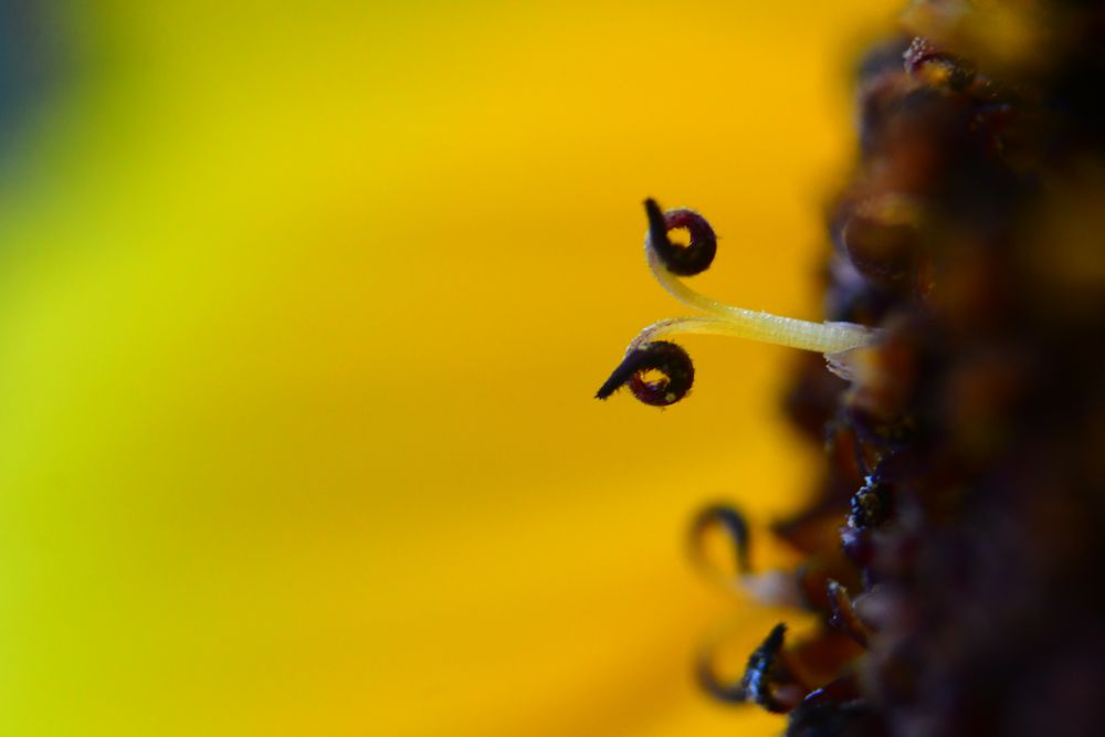 Ich seh dir in die Augen, Kleine Sonnenblume von koelbl.sandra