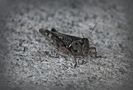 jiminy cricket  by Robert L. Roux