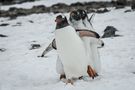 Brown Bluff - Eselspinguine - Flotter Dreier von Klade 