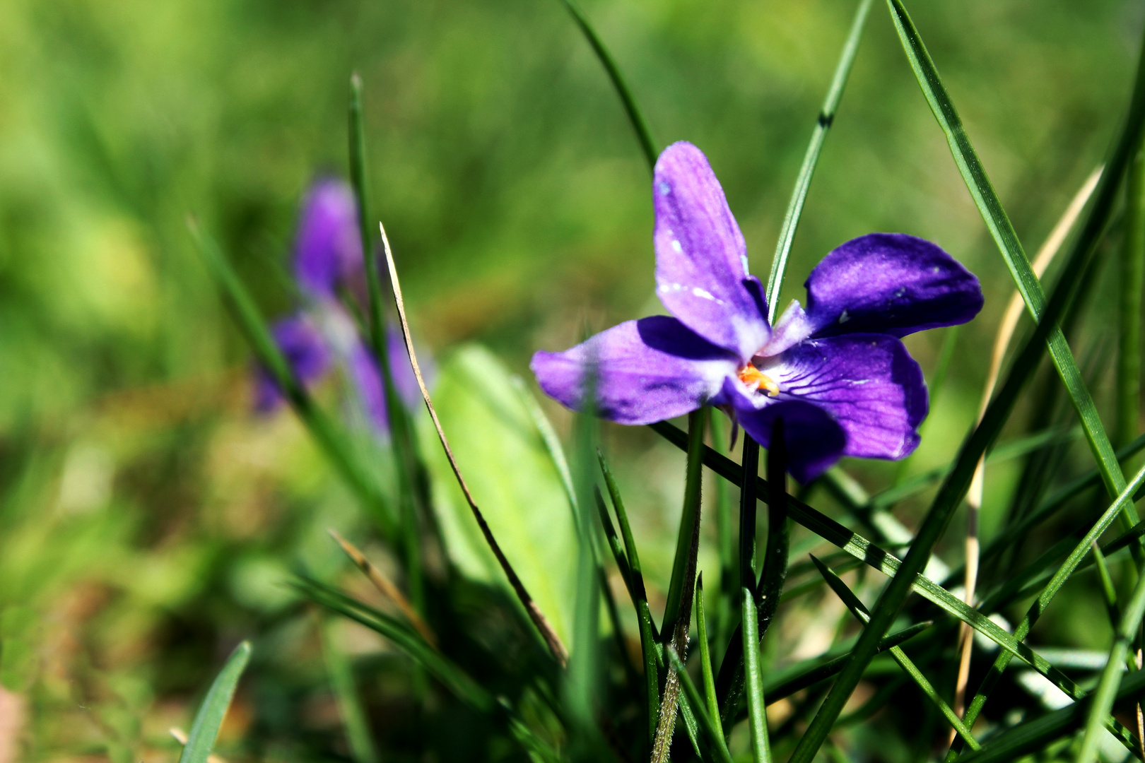 each flower is a soul blossoming in nature