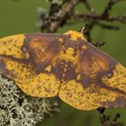 Eacles imperialis