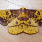 Eacles imperialis decoris