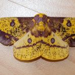 Eacles imperialis decoris