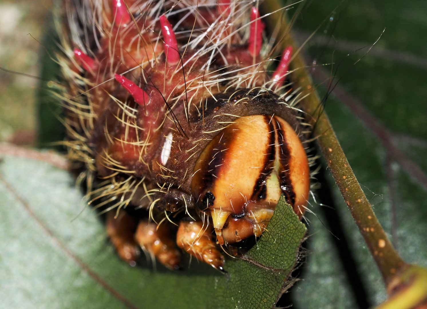 Eacles imperialis decoris