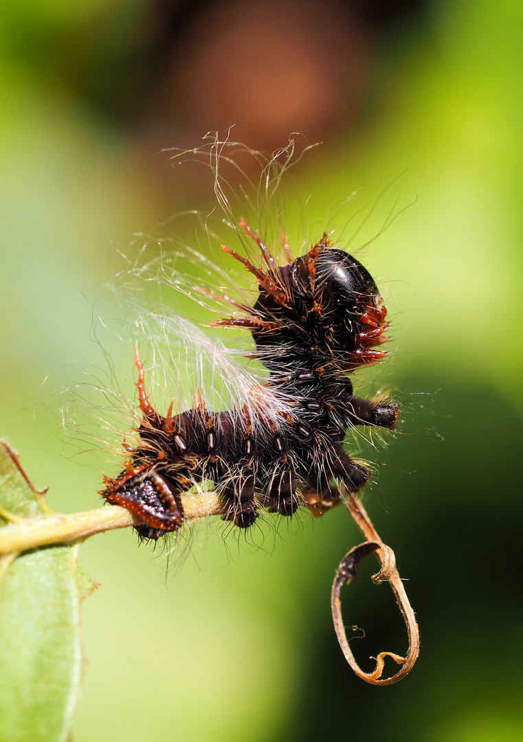 Eacles imperialis decoris