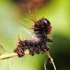 Eacles imperialis decoris