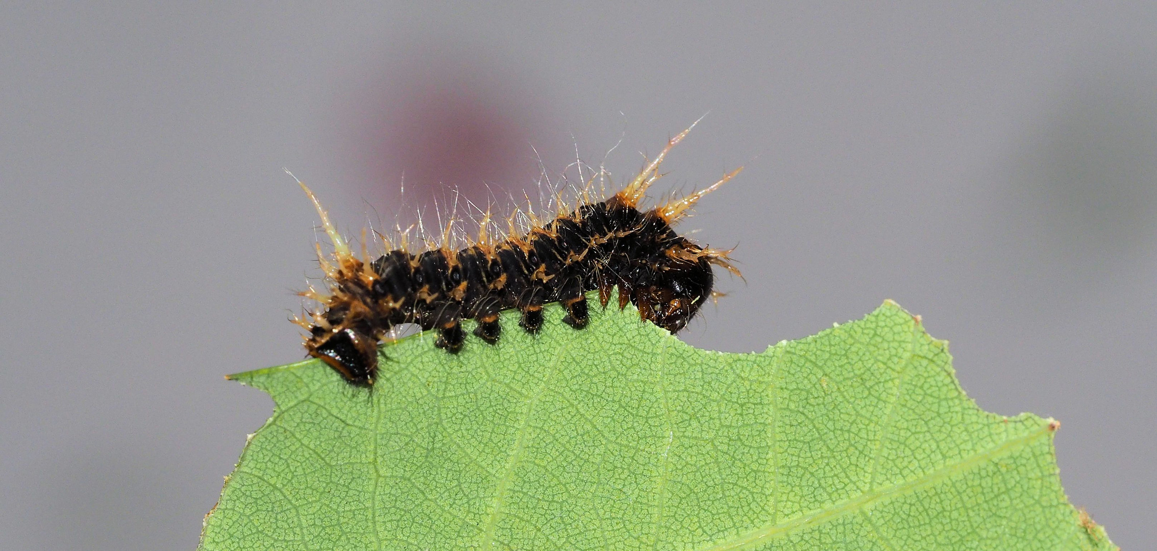 Eacles imperialis decoris