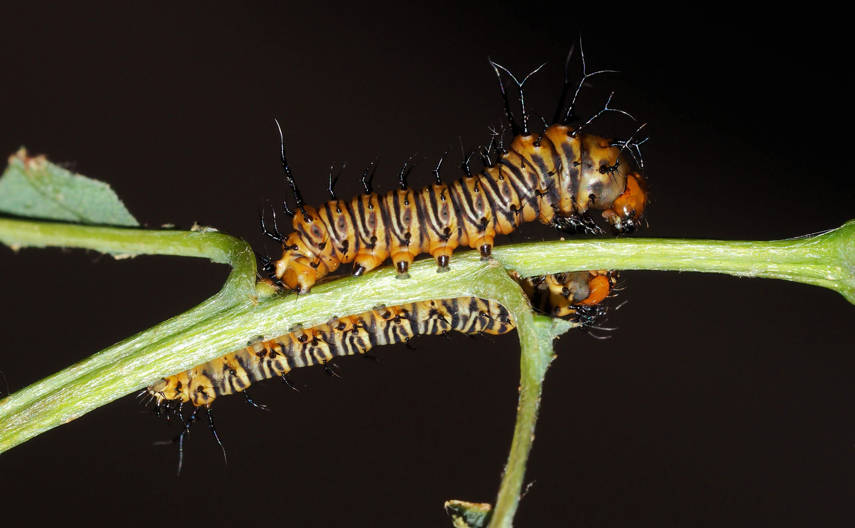 Eacles imperialis decoris