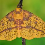 Eacles imperialis Weibchen