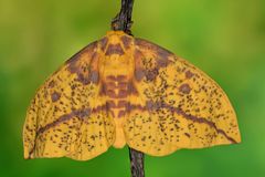 Eacles imperialis Weibchen