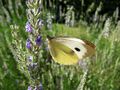 Papillon papillonnant de Cri cri au féminin