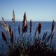 Beach Grass