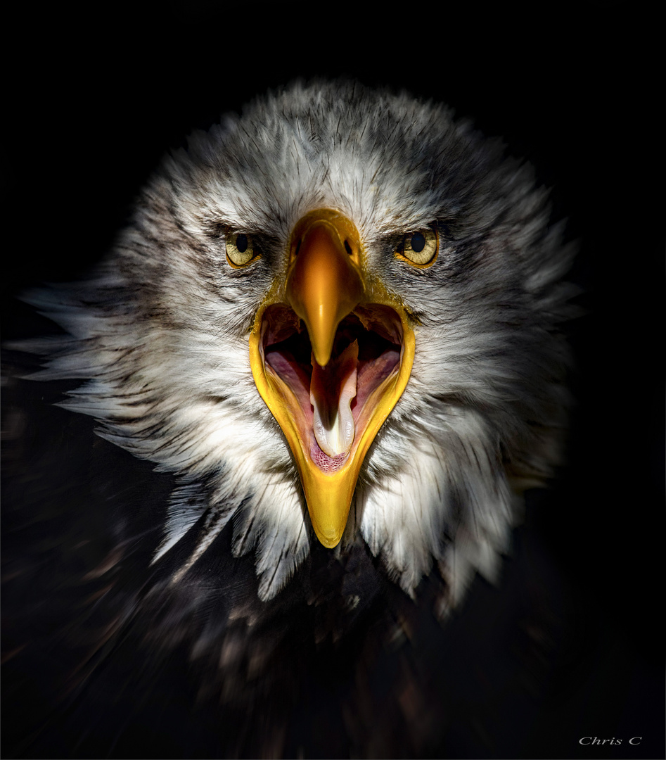 Eagel Foto & Bild natur, vögel Bilder auf