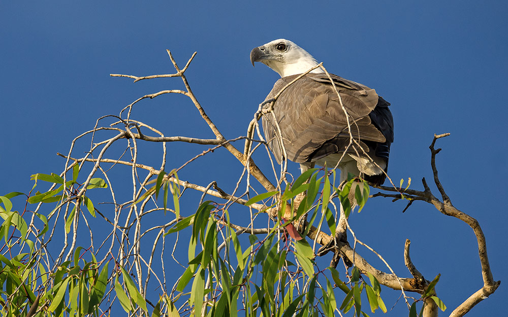 Eagle