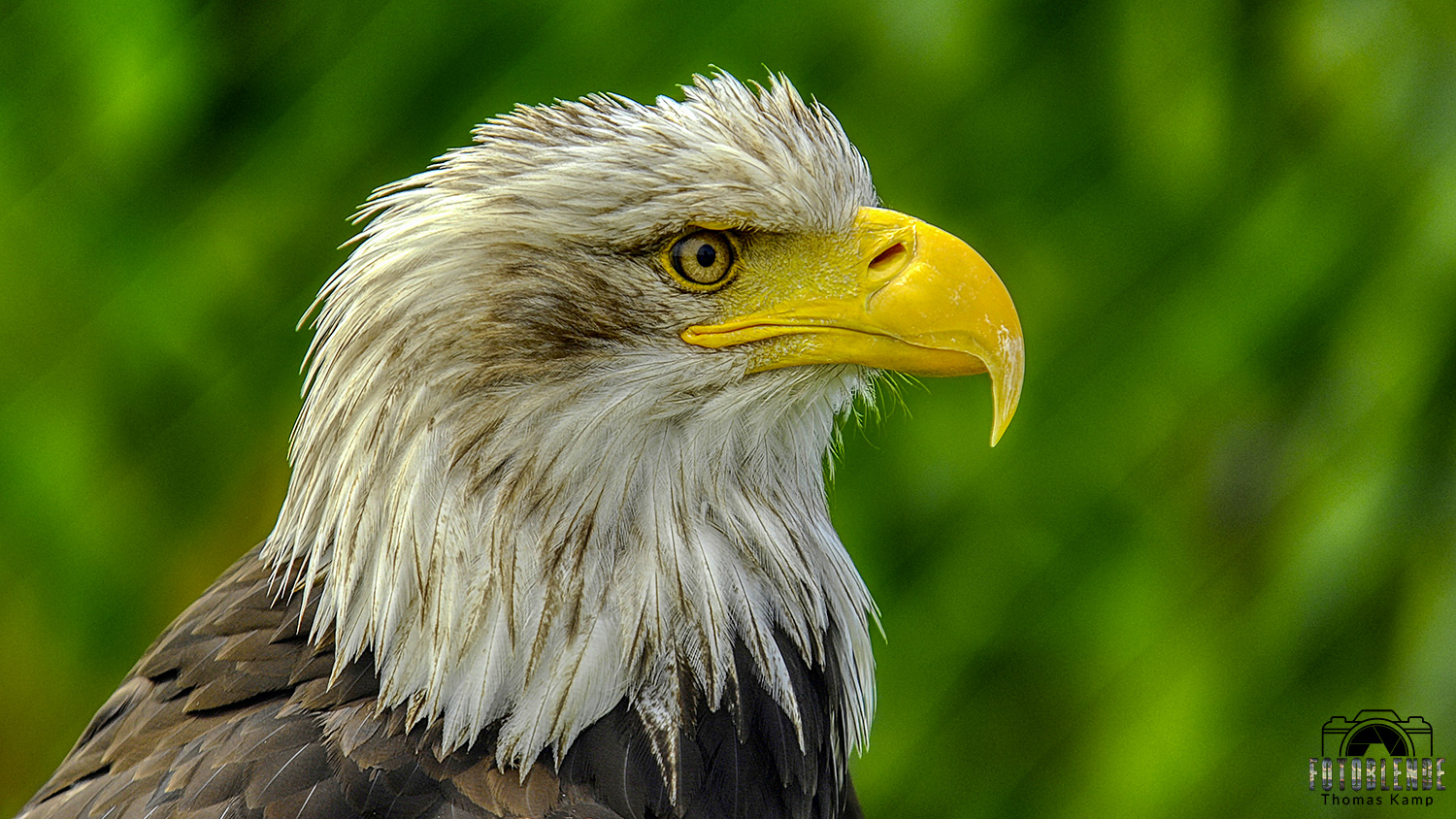 Eagle