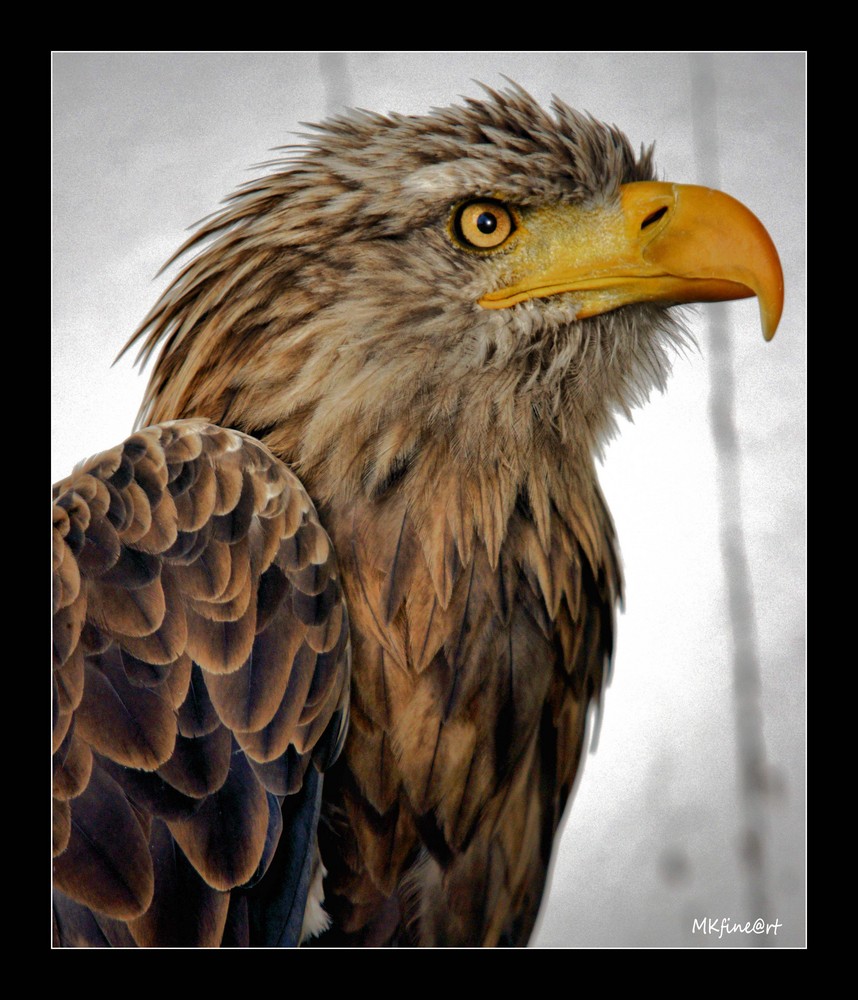 Eagle