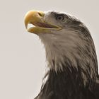 -Eagle-