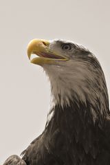 -Eagle-