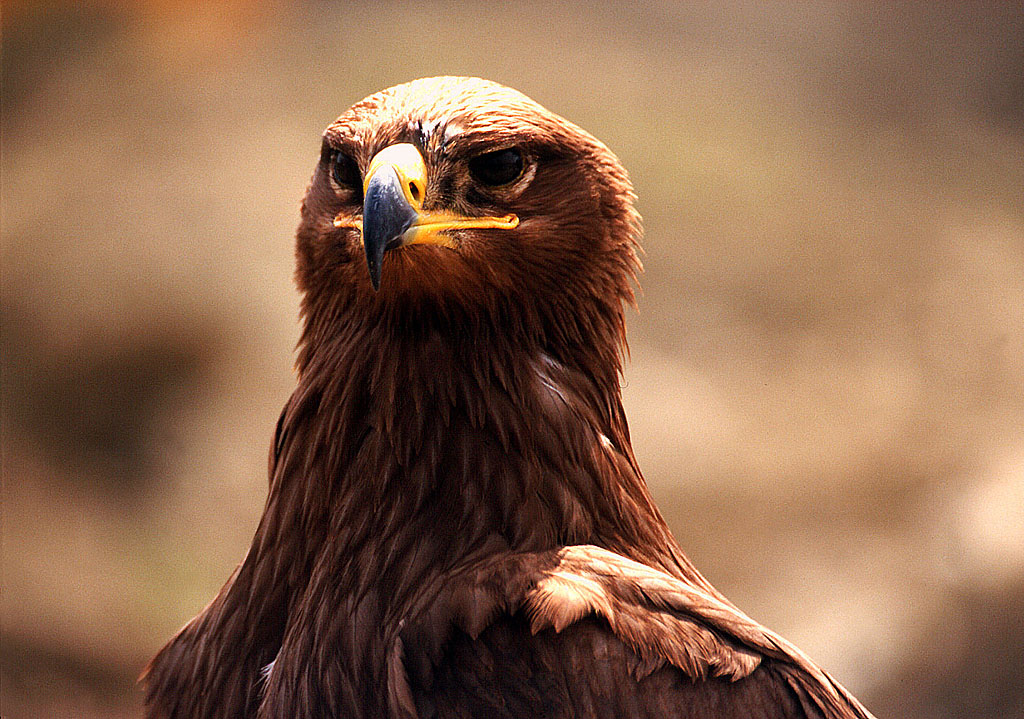 Eagle