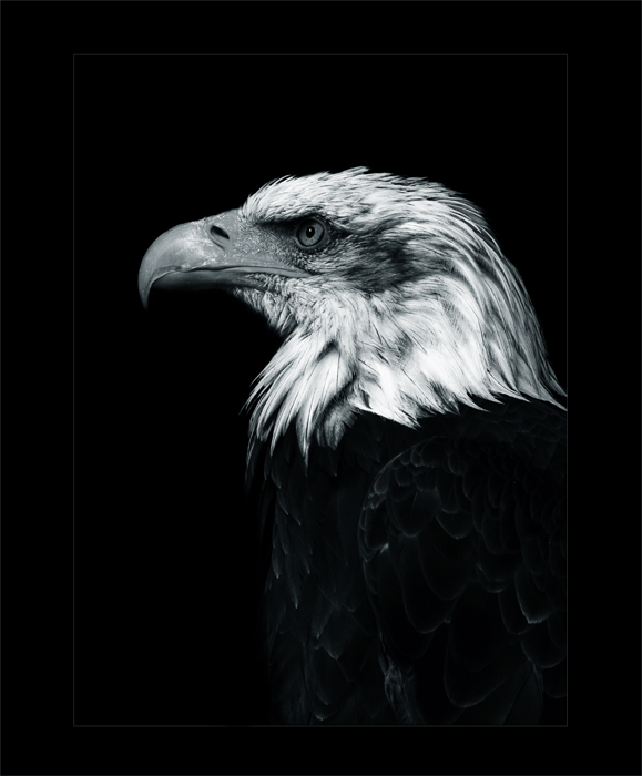 [ eagle ]