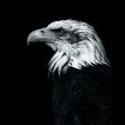 [ eagle ]