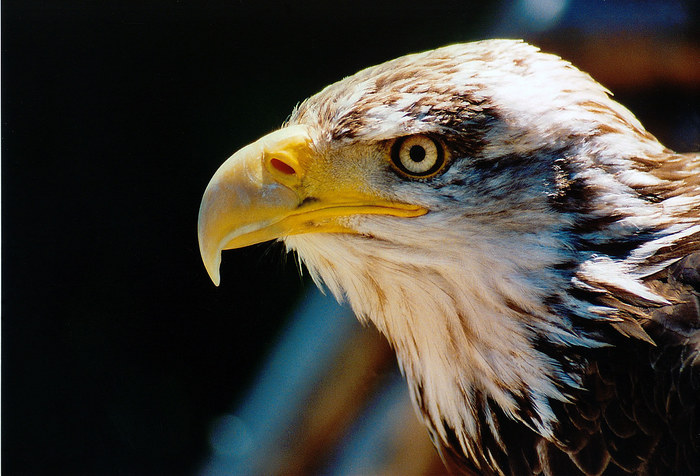 Eagle