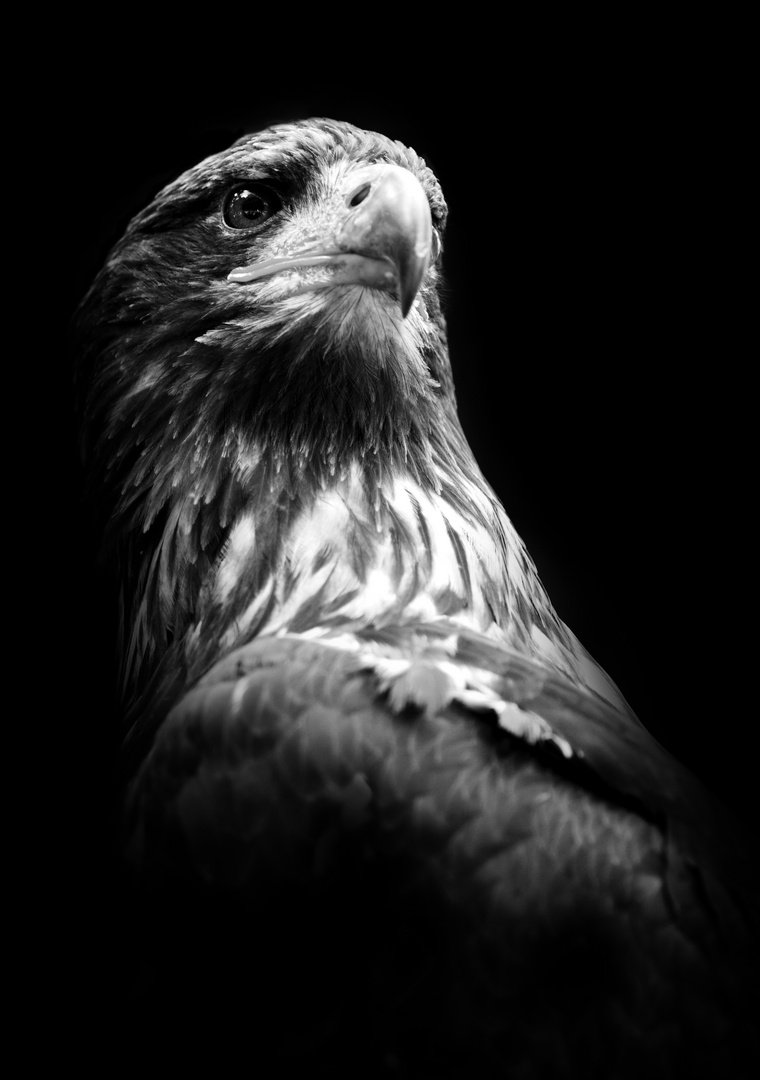 Eagle.