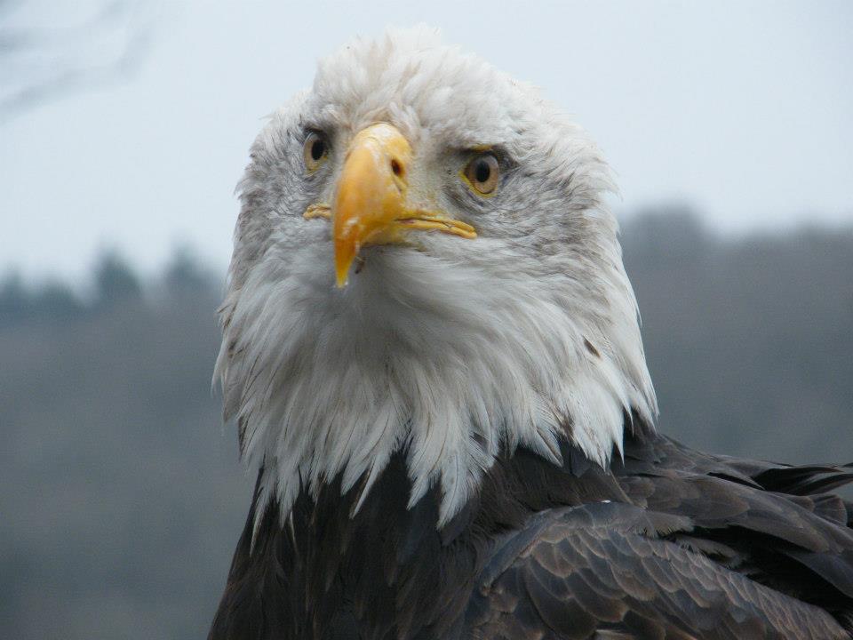 Eagle