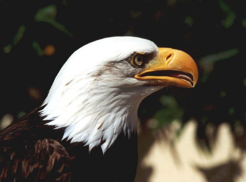 Eagle