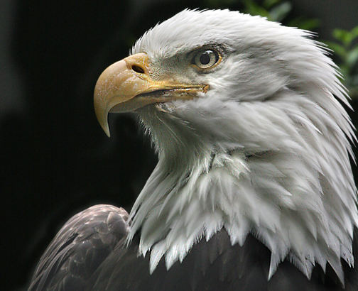 EAGLE