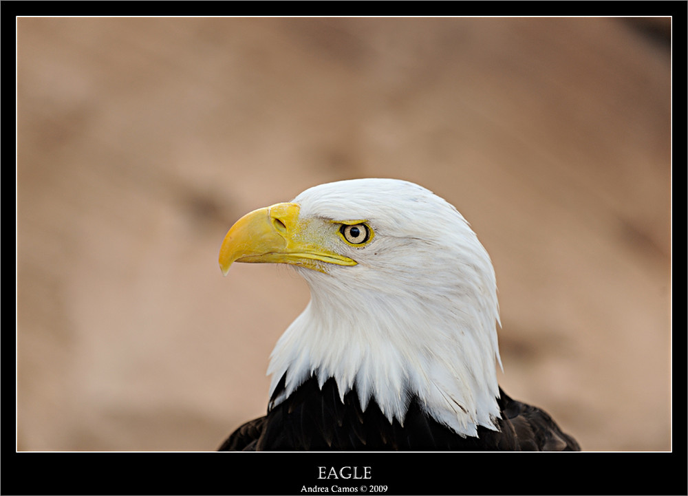 eagle