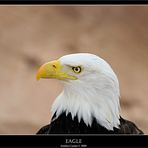 eagle