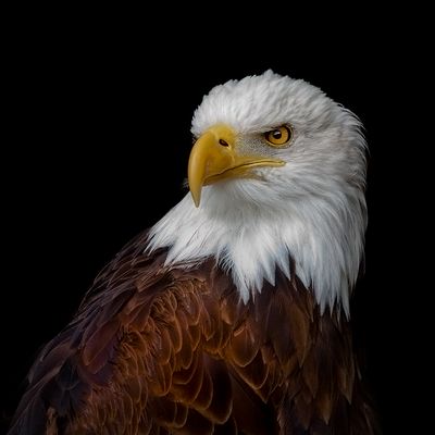 Eagle