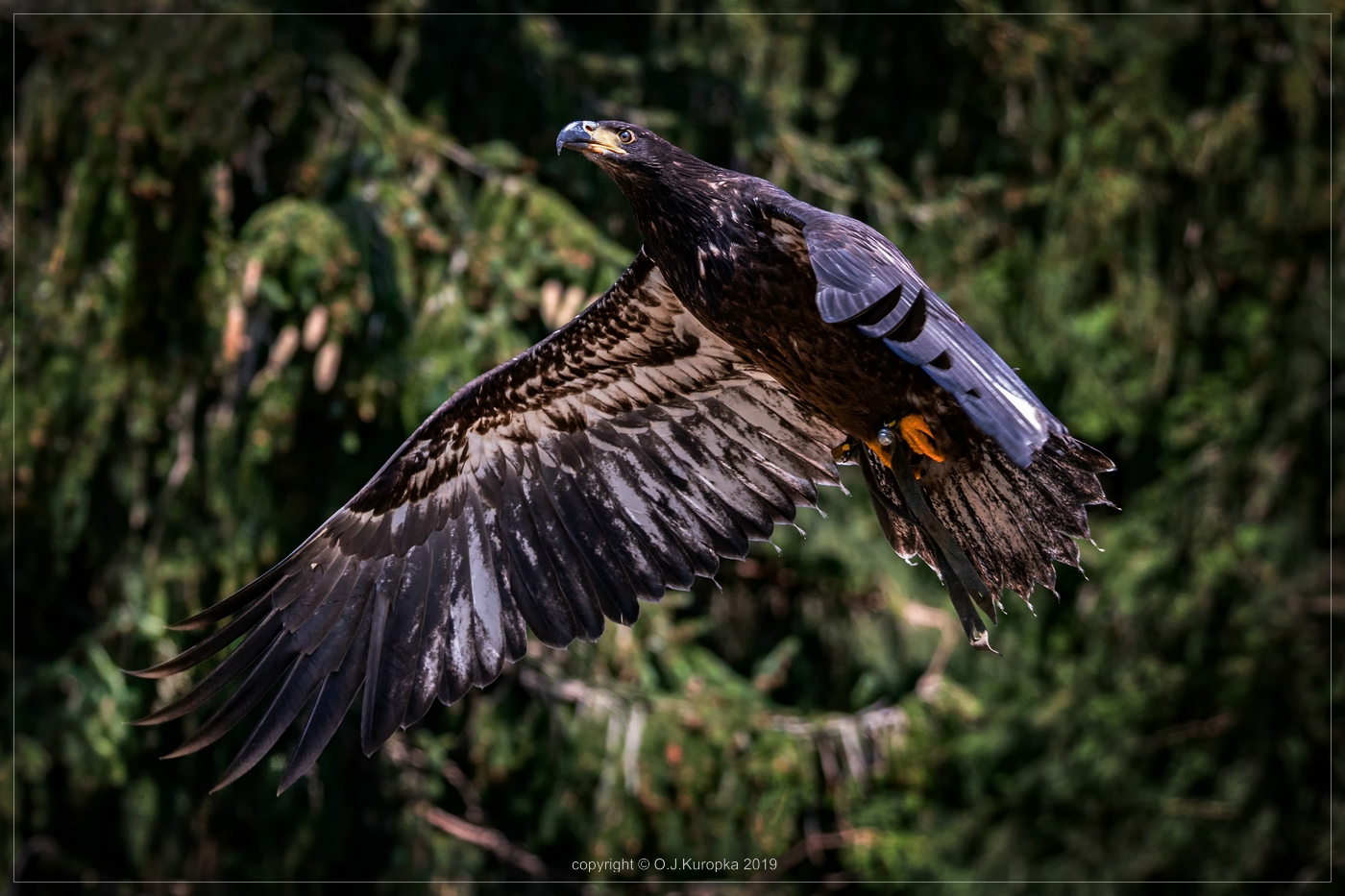 eagle approach