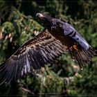 eagle approach