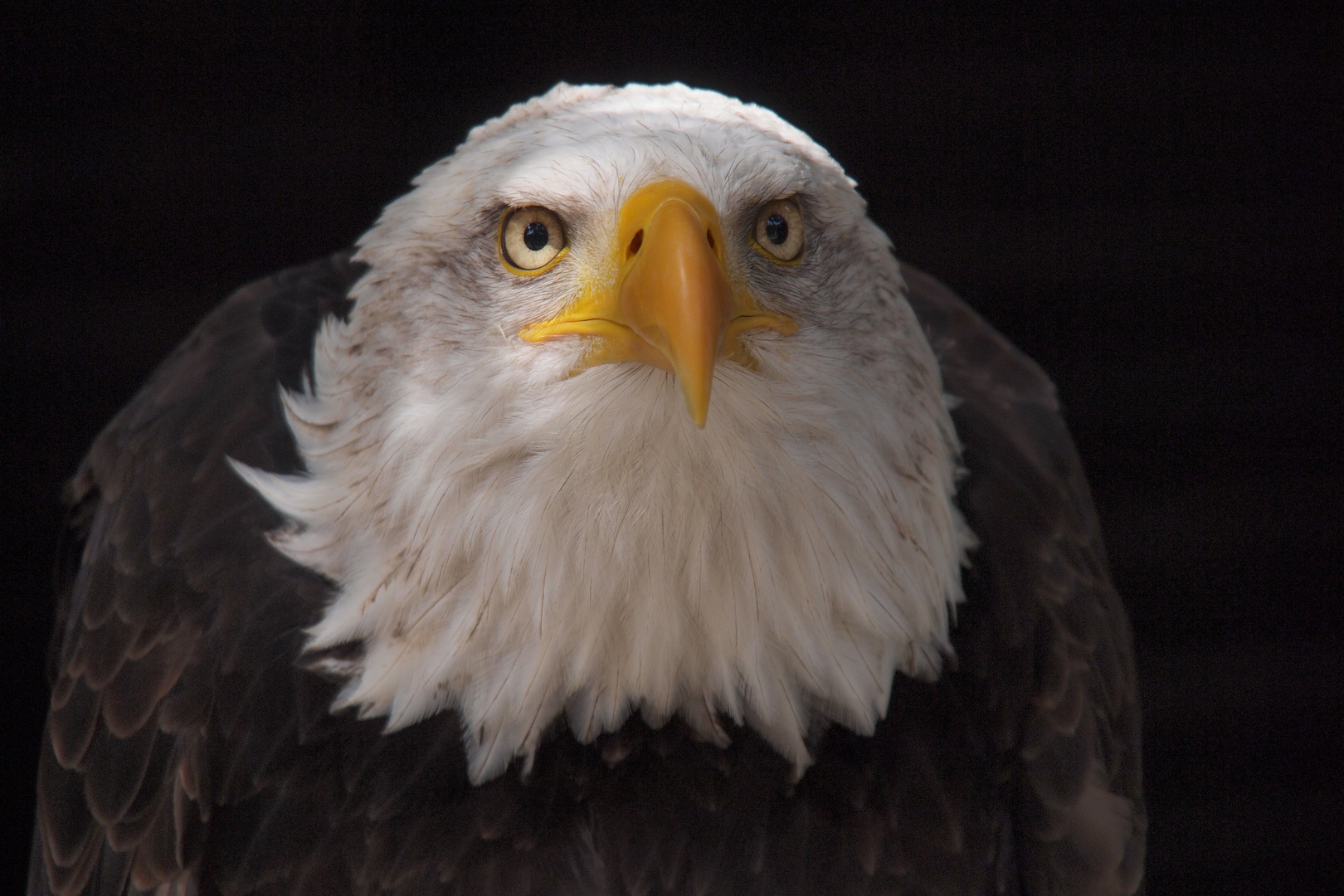 Eagle at Hellenthal Wildlife Park