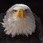 Eagle at Hellenthal Wildlife Park