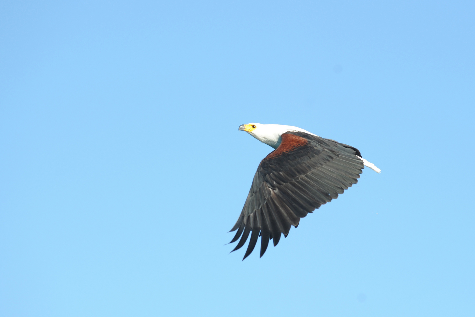 eagle at lake malawi