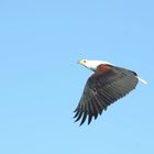 eagle at lake malawi